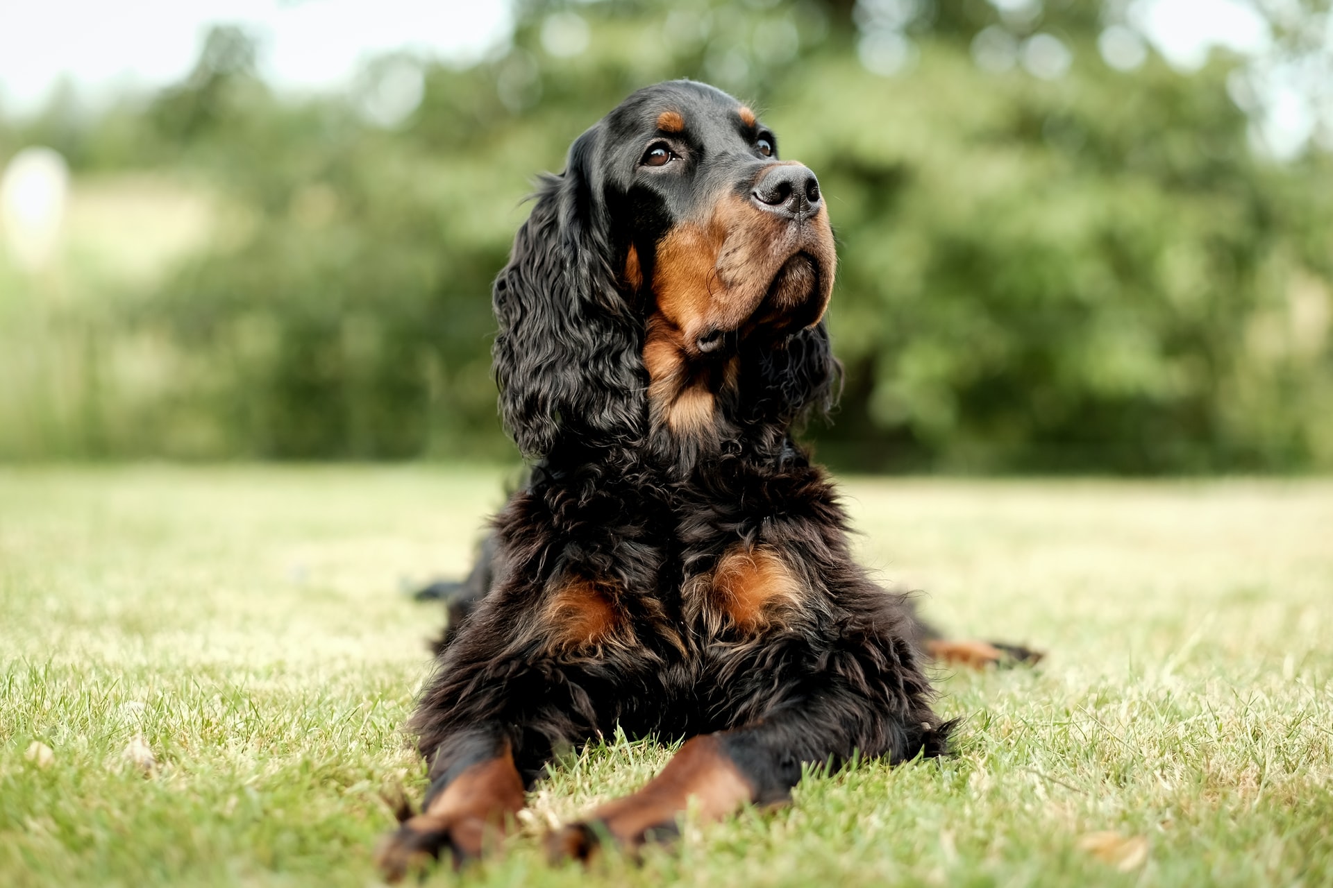 black and brown long coated dog on green grass field in daytime 