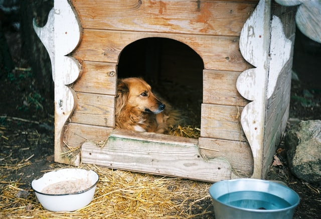 brown long coated dog in brown kennel