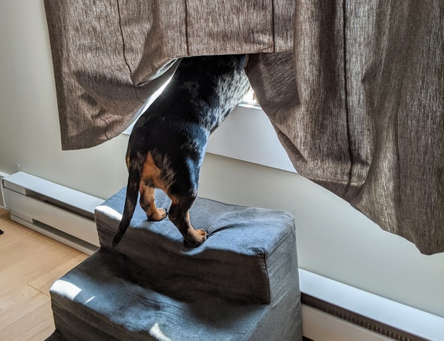 black and brown shortcoated dog looking out of window underneath curtain