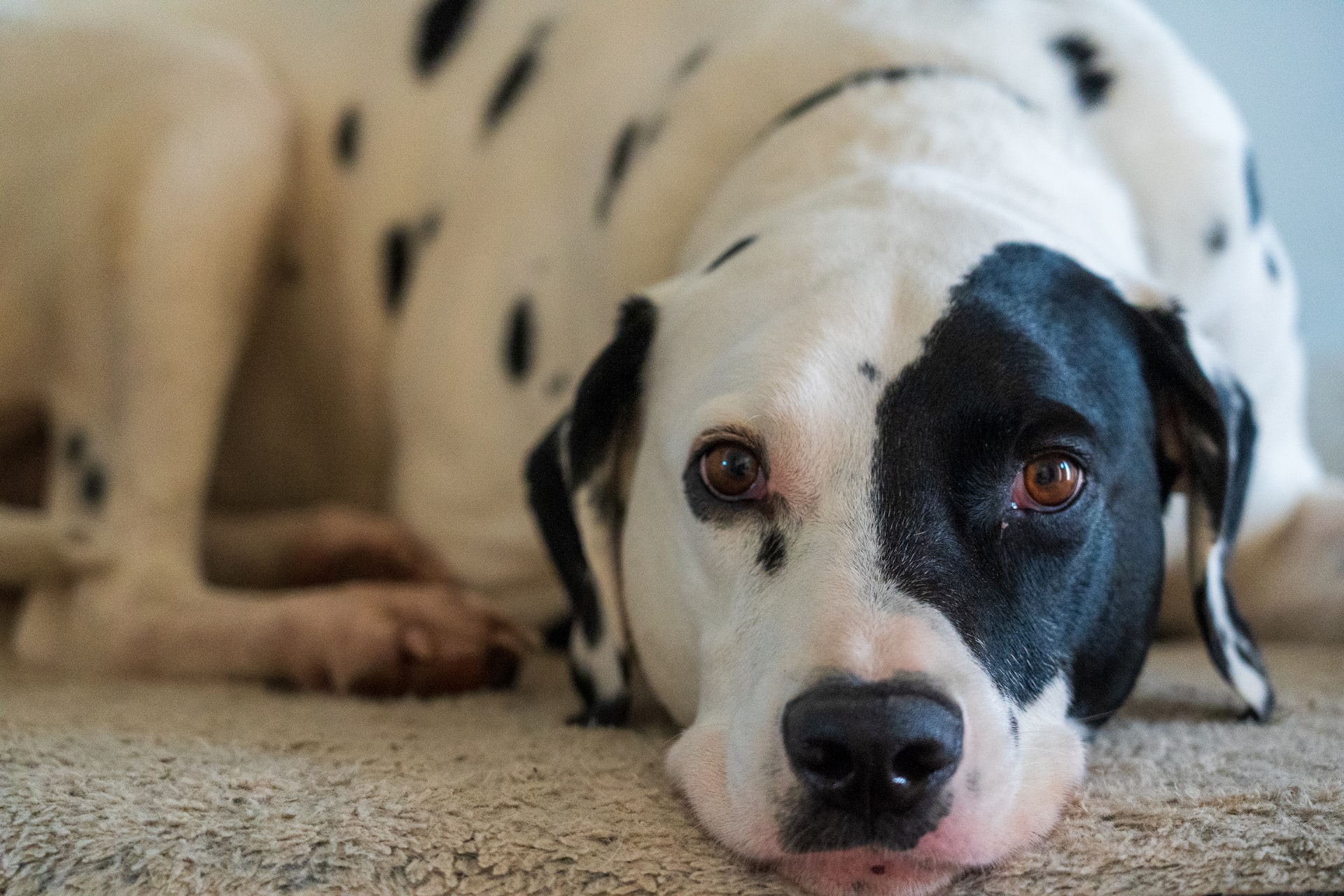 black and white Dalmatian dog lying on brown carpet
