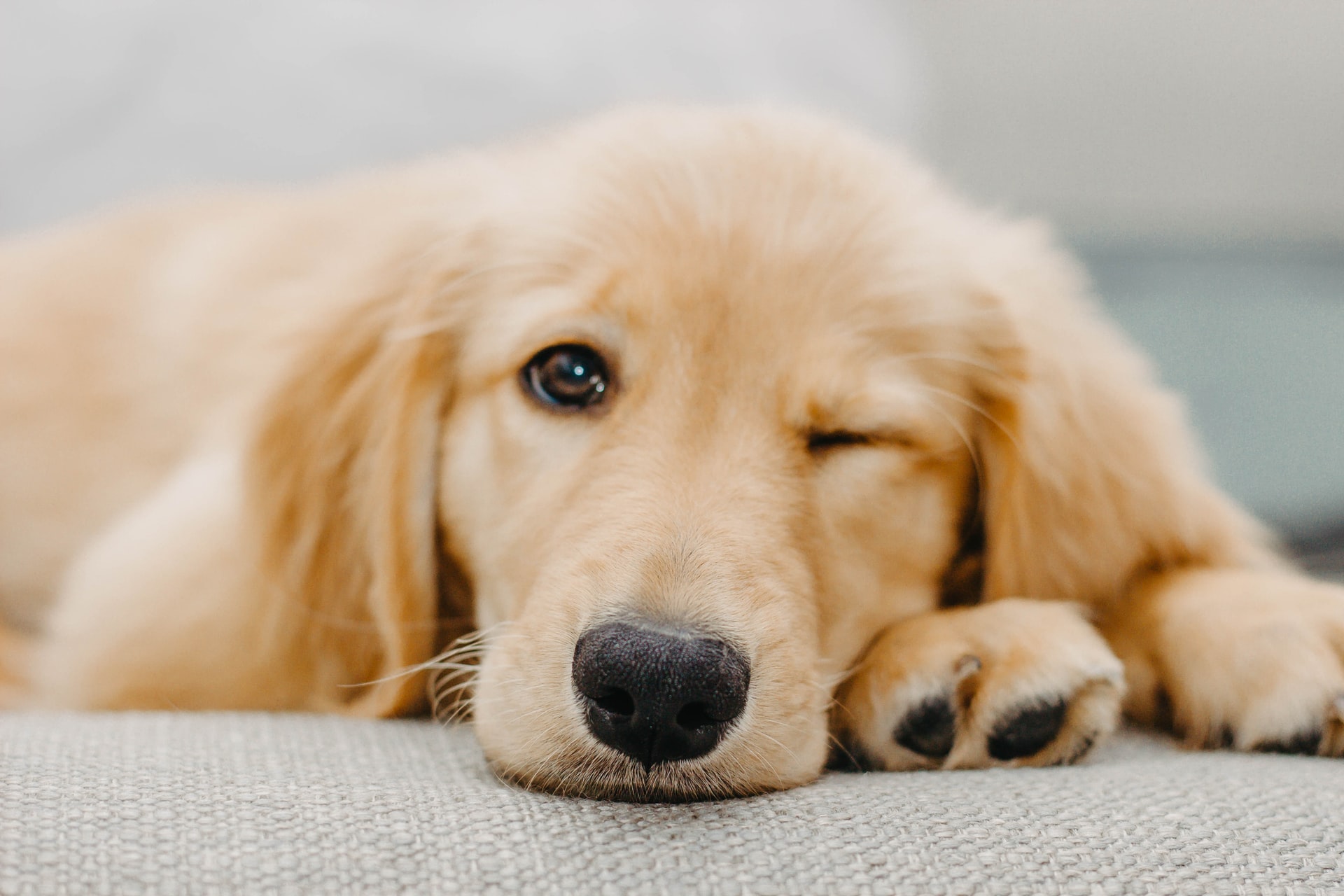 winking golden retriever puppy lying on white textile