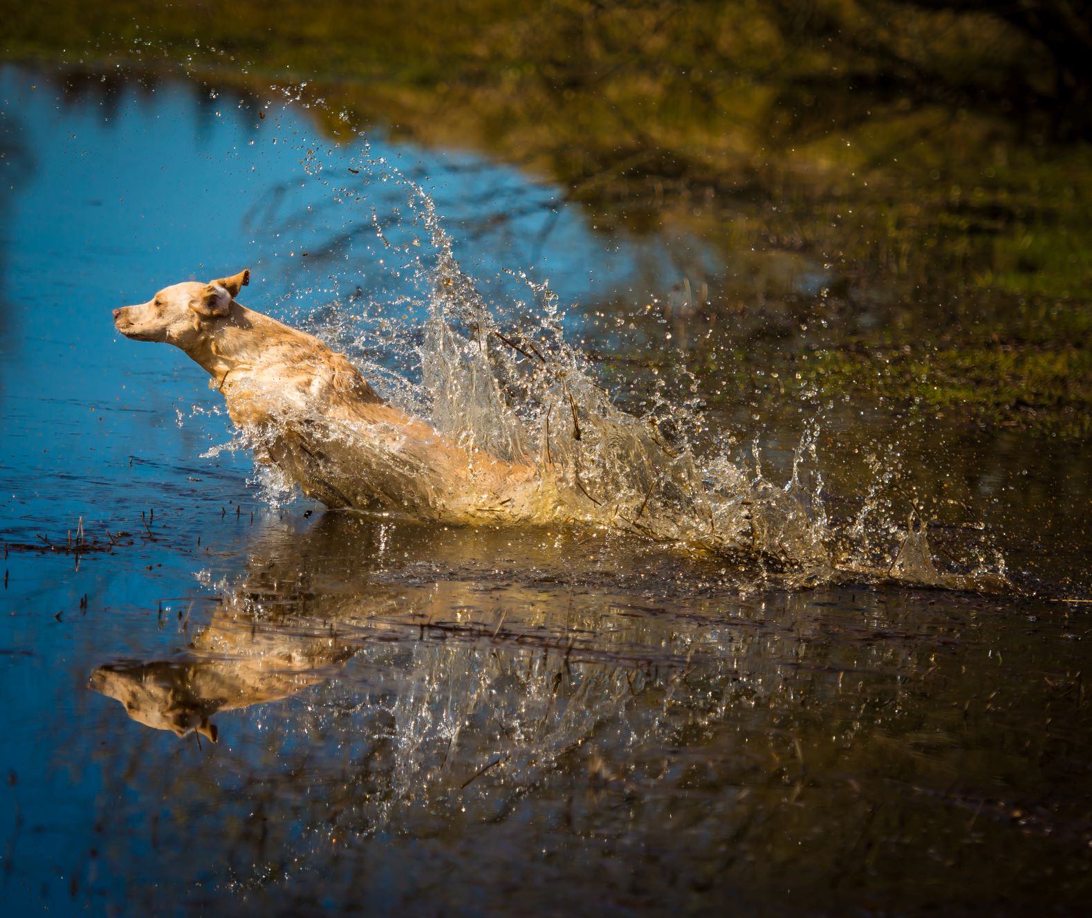 yellow labrador jumping into pond of water