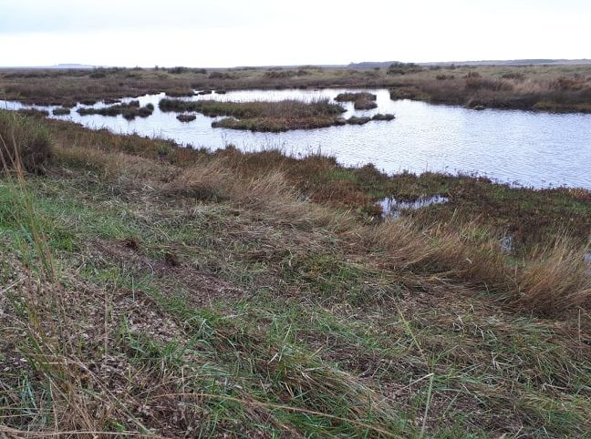 A pond in marshland