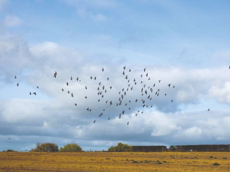 A flock of pigeons above a crop
