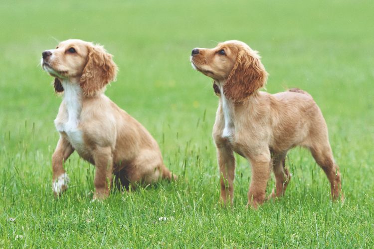 Two golden spaniel puppies on a grass lawn