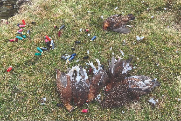dead pheasants 