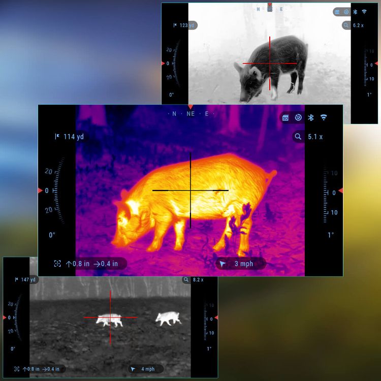 ATN night vision and thermal image of boar