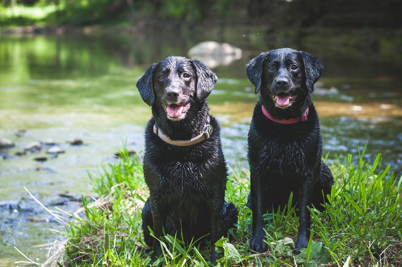 two black labrador retrievers sitting outside on green grass during the daytime