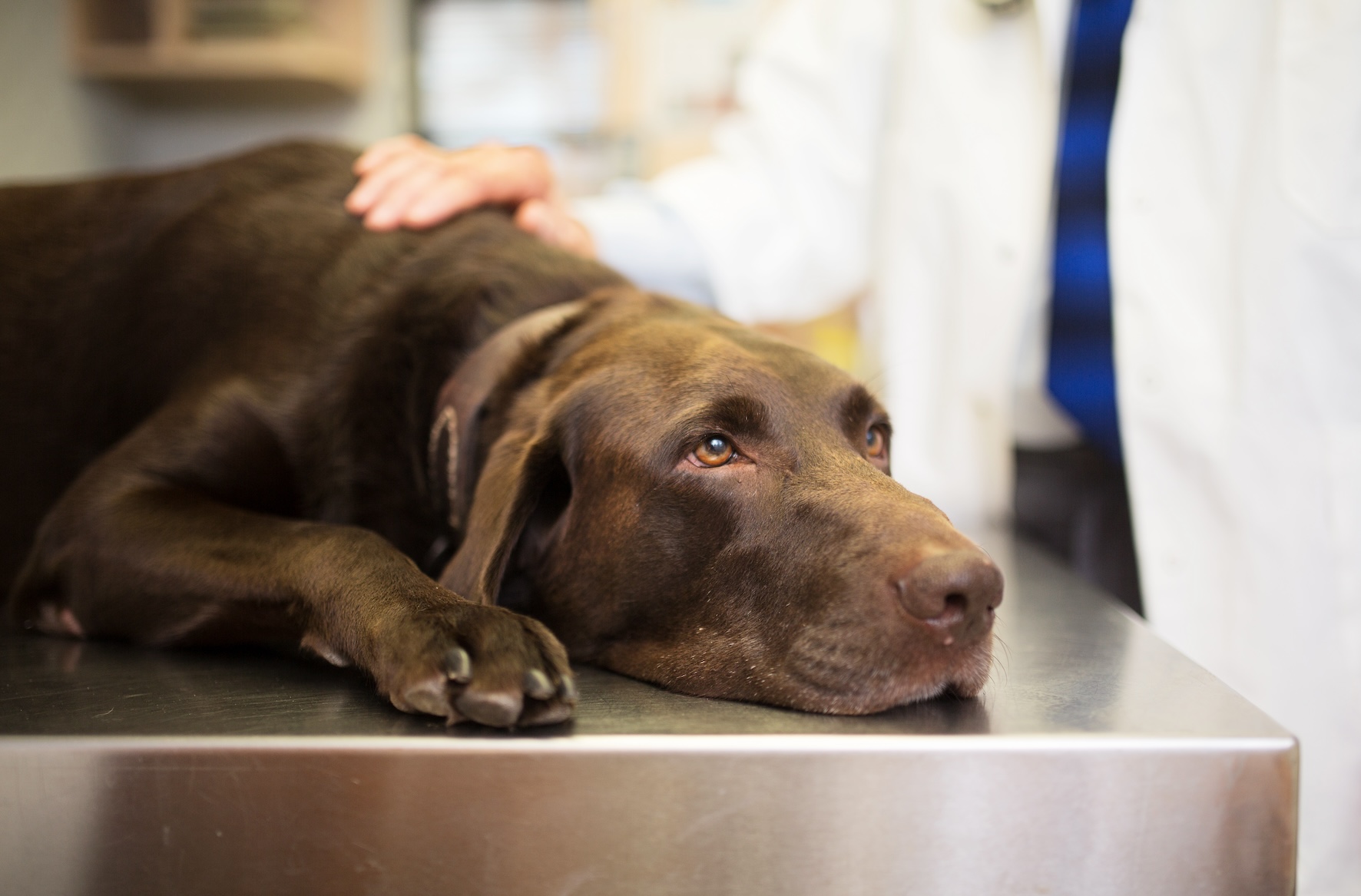 Chocolate lab lying on examinaiton table