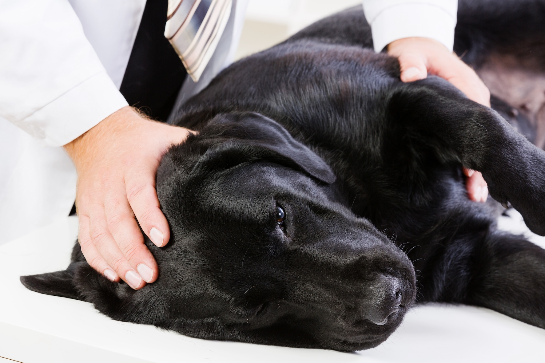 Black lab lying down